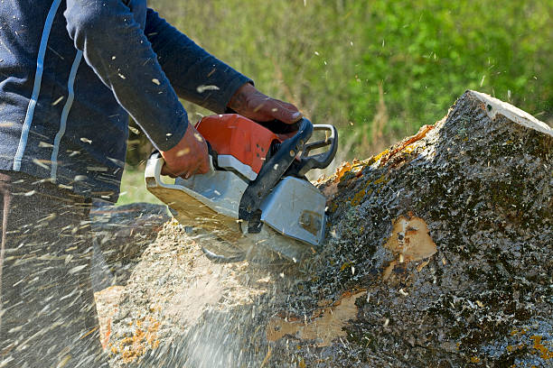 Dead Tree Removal